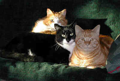 Sundance, Albert, and Cassidy (left to right).