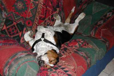 Dexter, the Norwegian bachelor farmer Basset Hound