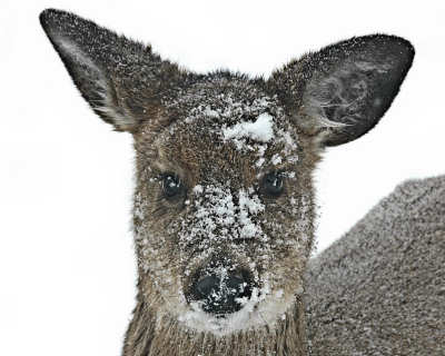 Ozzie the whitetail deer