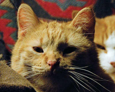 Housecat Riley