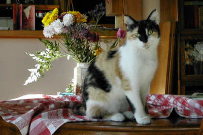 Our cat Tish with spring bouquet