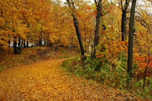Fall